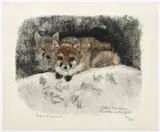 Robert Hainard, Couple de renards devant le terrier