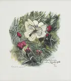 Robert Hainard, Deux piérides de l'aubépine et oeillets des Chartreux