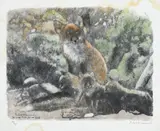 Robert Hainard, Renarde et renardeaux à contre-jour