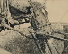 Jaroslav Janovský, Kôň pri napájadle, 1856, kresba uhlom na papieri