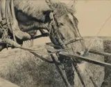 Jaroslav Janovský, Kôň pri napájadle, 1856, kresba uhlom na papieri