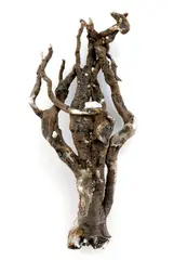 Ilja Bartoš Peter Bartoš, Memento "bol vyvrátený s koreňom z tatranskej pôdy", 2007, readymade