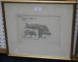 Harry Rountree, No 6 Baby Grows Up' (Study of an Infant and Adult Boar), pencil drawing