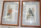 Ian Bowles, Hobby' and 'Kestrel', a pair of hand-coloured etchings, both signed, titled and editioned 16/150 in pencil