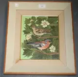Sheila Flinn, Study of a Male and a Female Chaffinch, oil on artist's board