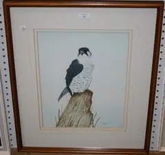 Steve Shotter, Peregrine, watercolour and gouache
