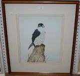 Steve Shotter, Peregrine, watercolour and gouache