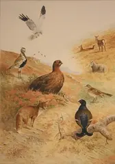Ben Hoskyns, Jacket Design for The Game Conservancy Review, watercolour and gouache