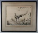 Edward Julius Detmold, Peacocks, etching