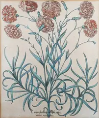 Basil Besler, Caryophyllus Multiplex’ (Carnations), etching with engraving and hand-colouring