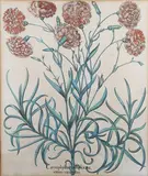 Basil Besler, Caryophyllus Multiplex’ (Carnations)