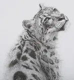 Gary Hodges, Sabu’ (Snow Leopard), monochrome print