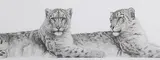 Gary Hodges, Soulmates’ (Snow Leopards), monochrome print