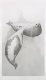 Gary Hodges, Under the Ice, monochrome print