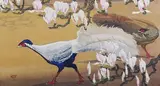 William Giles, Peacock, Peahen and Magnolia, woodcut in colours