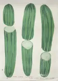 David Shrigley, They Were Too Long, They Were Much Too Long, 2020, offset lithograph in colours