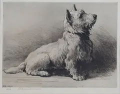 Herbert Dicksee, West Highland Terrier, etching