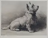 Herbert Dicksee, West Highland Terrier