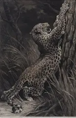 Leopard clawing a Tree by Herbert Dicksee, etching, sold Feb 2019