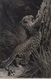 Herbert Dicksee, Leopard clawing a Tree, etching