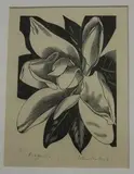 John Farleigh, Magnolia, monochrome wood-engraving