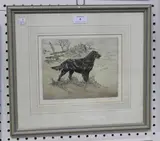 Henry Wilkinson, Flat Coat Retriever, coloured etching
