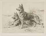Herbert Dicksee, Two German Shepherds
