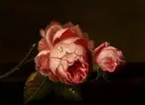 C. Cornelisz, rozen