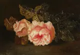 C. Cornelisz, rozen