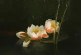 C. Cornelisz, waterlelies