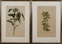 2x Litho, 19e eeuw, Twee ingekleurde steendrukken 19e eeuw, steendruk op papier, Berberis vulgaris en Rhus radicanis 26x45cm