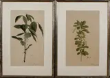2x Litho, 19e eeuw, Twee ingekleurde steendrukken 19e eeuw, steendruk op papier, Berberis vulgaris en Rhus radicanis 26x45cm