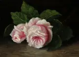 C. Cornelisz, stilleven rozen