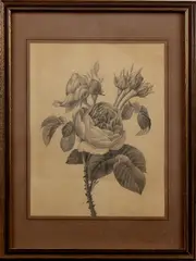 H. Teichert, bloementekening, Hedwig Teichert, ca.1930 (Duitse school) tekening op papier, rozentak 23x30 cm., Cond.:G