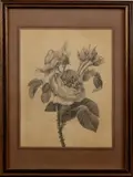 H. Teichert, bloementekening, Hedwig Teichert, ca.1930 (Duitse school) tekening op papier, rozentak 23x30 cm., Cond.:G