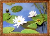 F.V.C. '43, pastel waterlelies, 6-3-'43, pastel op papier, waterlelies 50x35cm