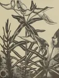 John Nash, Untitled, Caper spurge wood engraving on Renker's Ingres paper