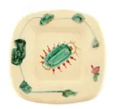 Plate E (variant), from Fruits from Provence (A.R. 60 variant) by Pablo Picasso, 1948, Glazed terre de faïence square plate, painted in green, brown and red, sold Sep 2012