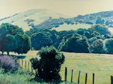 Christopher S. Gerlach, Wildflowers in Bloom - Salinas Hills, 1989, oil on canvas