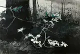 Andrew Wyeth, Dogwood, 1983, Collotype in colors on wove paper
