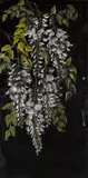 George Cochran Lambdin, Wisteria, oil on panel