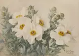 Paul de Longpré, White poppies