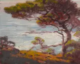 Sam Hyde Harris, Monterey cypress