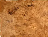 Alan Sonfist, Andover leaves, 1971, leaves and paper mounted on paperboard