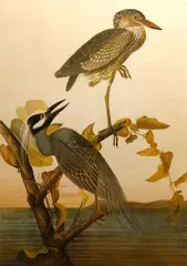 John James Audubon, Yellow-Crowned Heron (Pl. CCCXXXVI), c. 1860, From the Bien edition of The Birds of America, color lithograph with handcoloring on wove paper