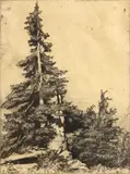 Roi Partridge, Untitled (Tall evergreen), n.d., Etching on wove paper