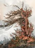 Albert Thomas Derome, Weeping redwood, Brainard's Point, south of Arcata