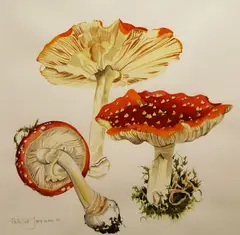 Patricia Jorgensen, Three Red Toadstools, Watercolour