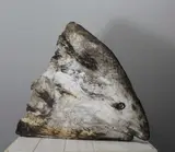 Claire Finlay, Fish Head, Ceramic