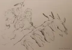 Patricia Jorgensen, Bauninia In Bud, Pencil on paper